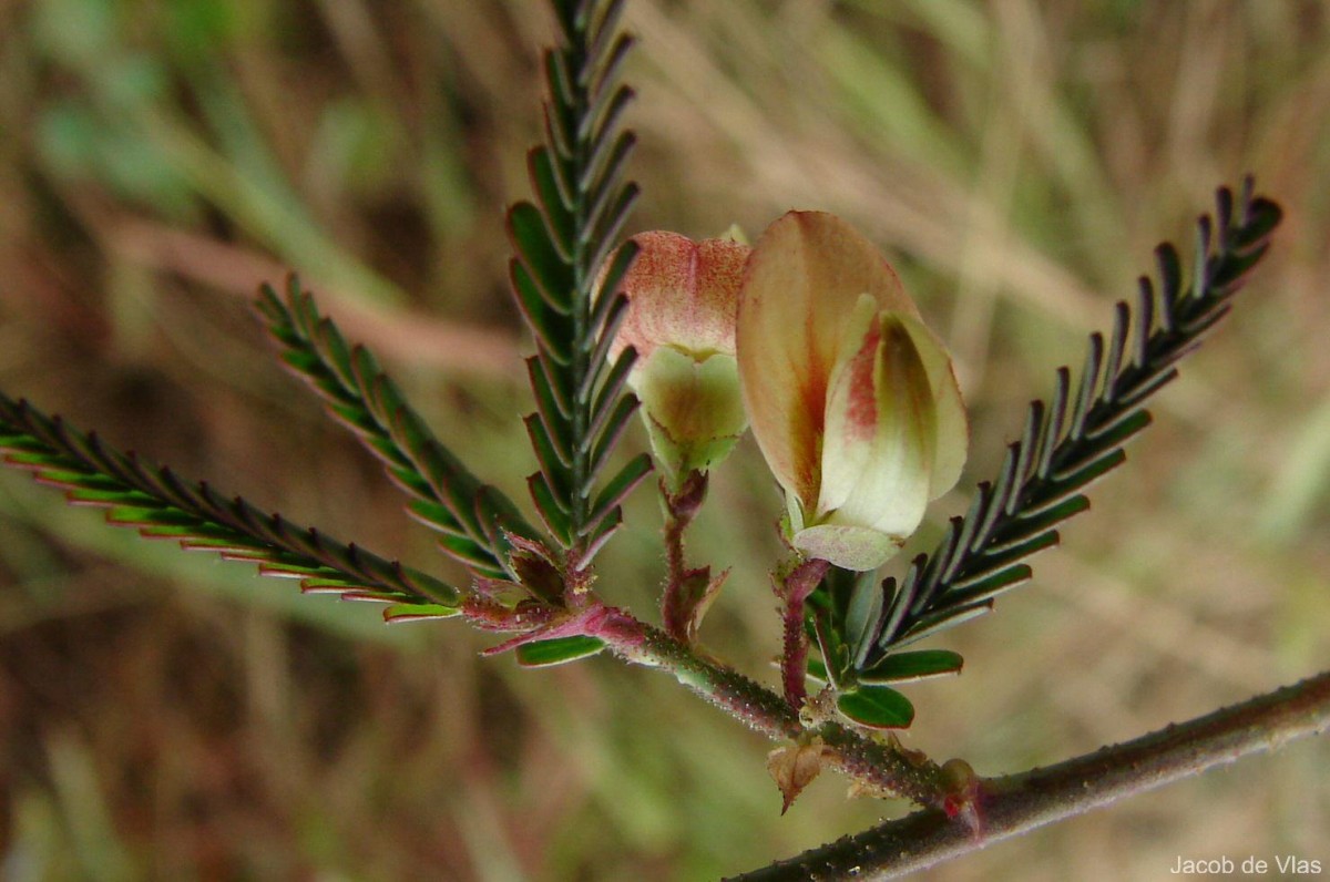 Aeschynomene indica L.